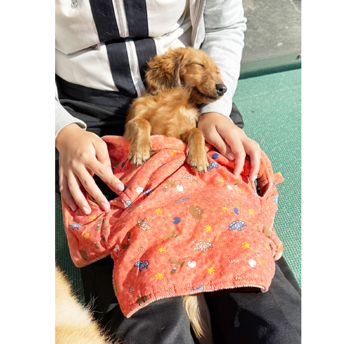 生徒が撮影したモデル犬写真③